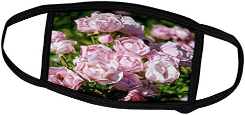 3 Култивира Красиви Нежно-розови рози в Една слънчева цветна леха - Обложки за лице (fc_280788_1)